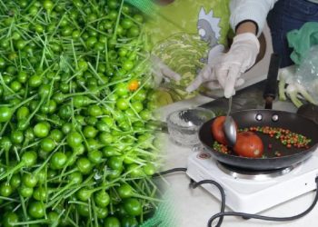 La UAT impulsa la preservación del chile piquín como símbolo de identidad regiona